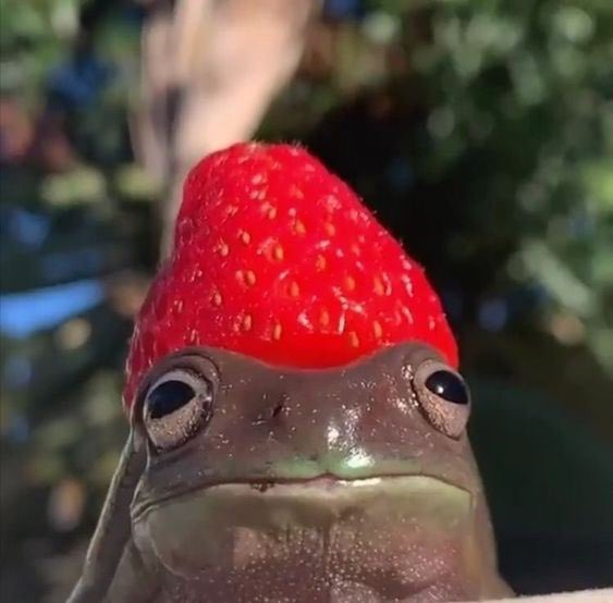 Strawberry Frog Hero